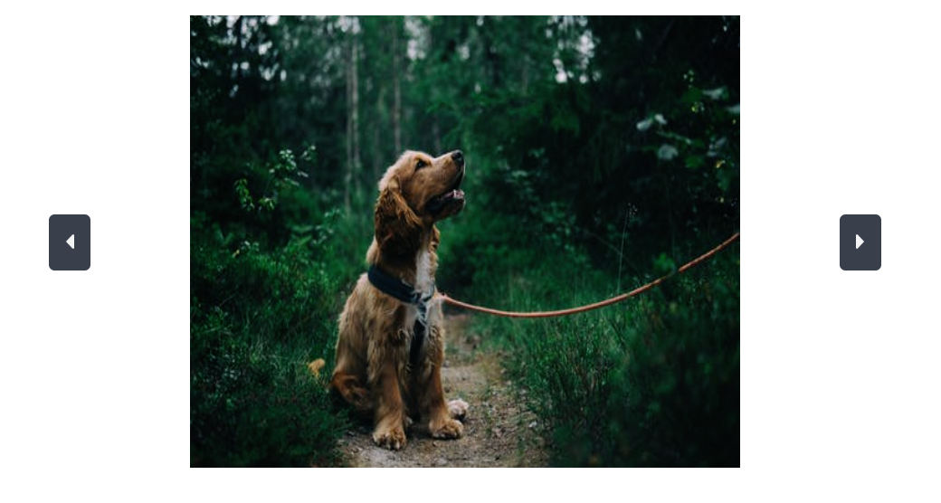 A picture of a dog with description of the dog underneath.